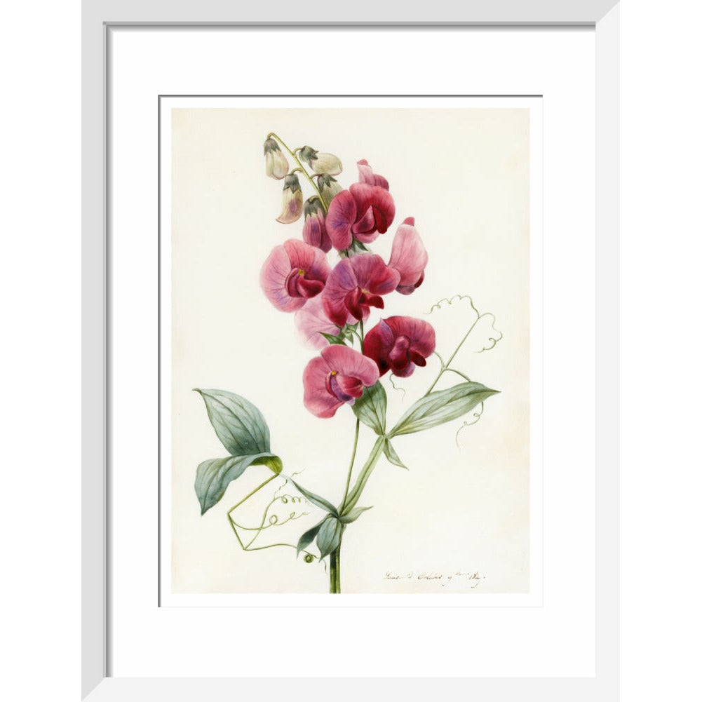 Everlasting Pea - Art print