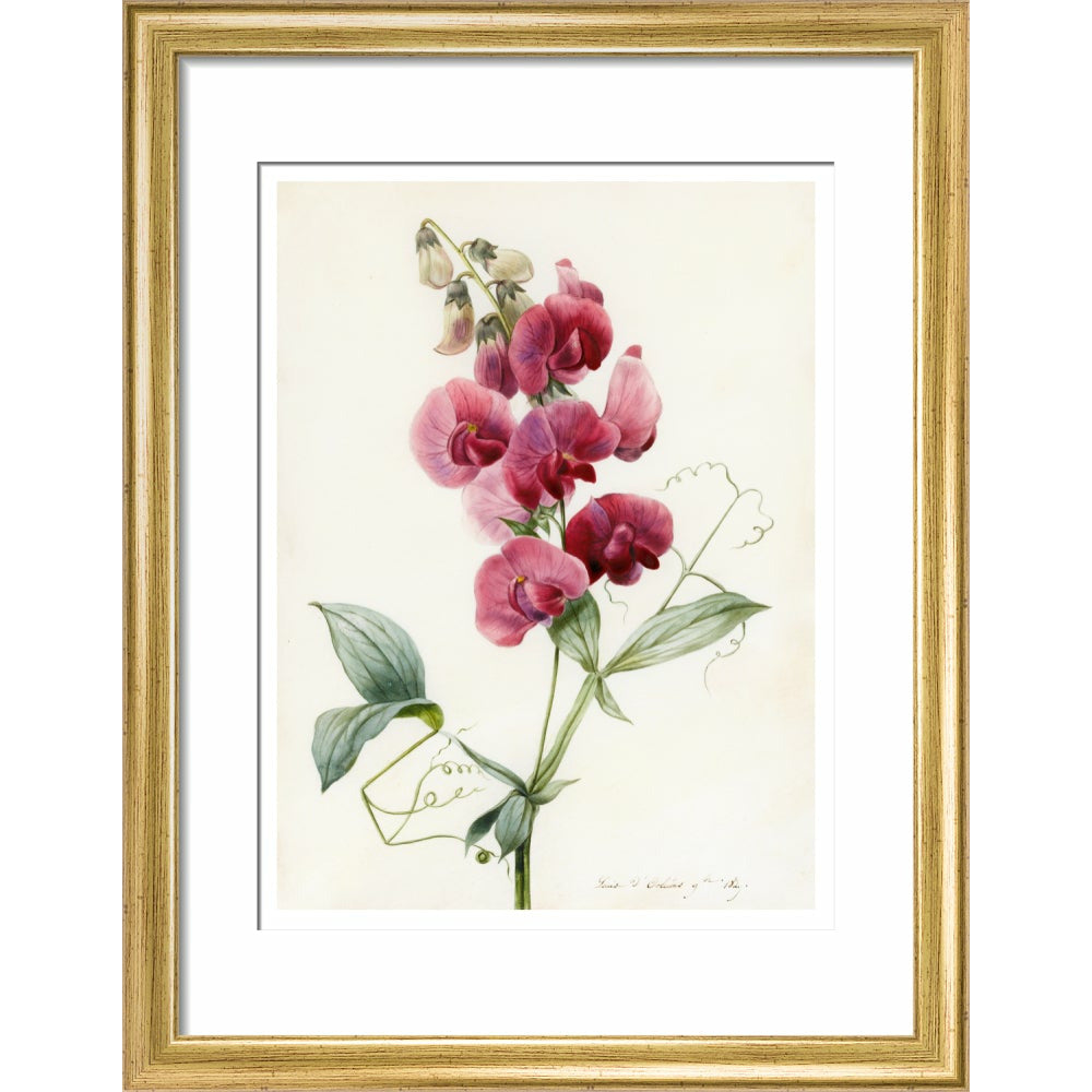 Everlasting Pea - Art print