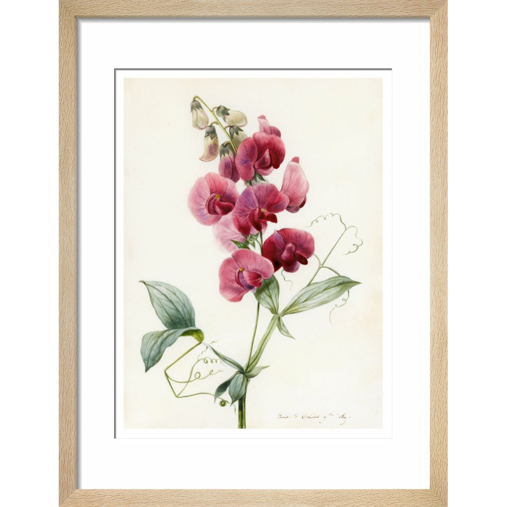 Everlasting Pea - Art print