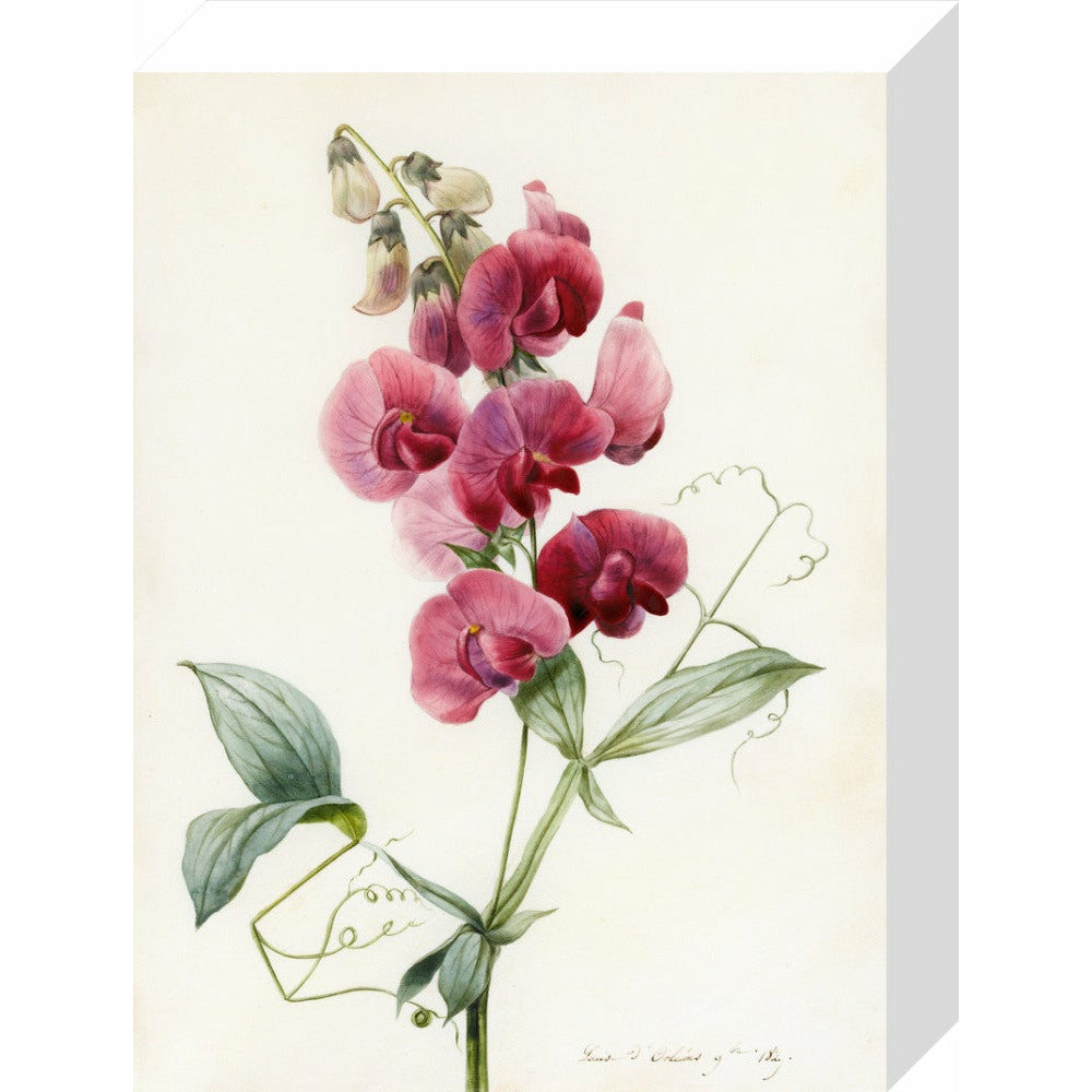Everlasting Pea - Art print