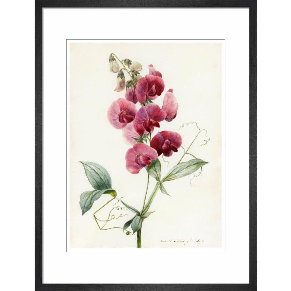 Everlasting Pea - Art print