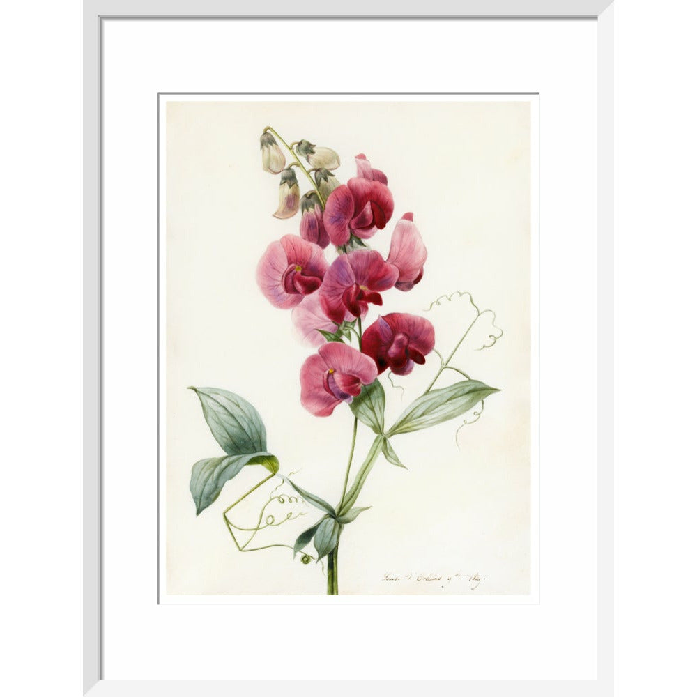 Everlasting Pea - Art print