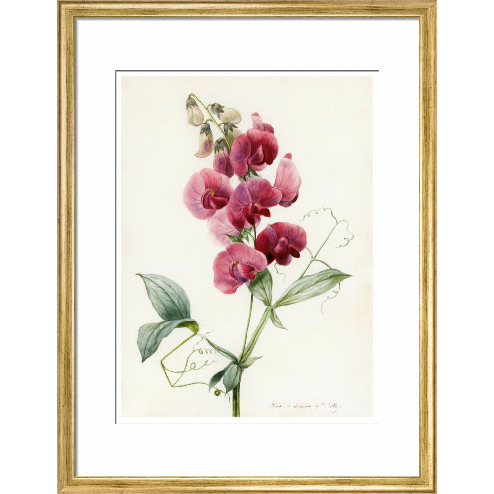 Everlasting Pea - Art print