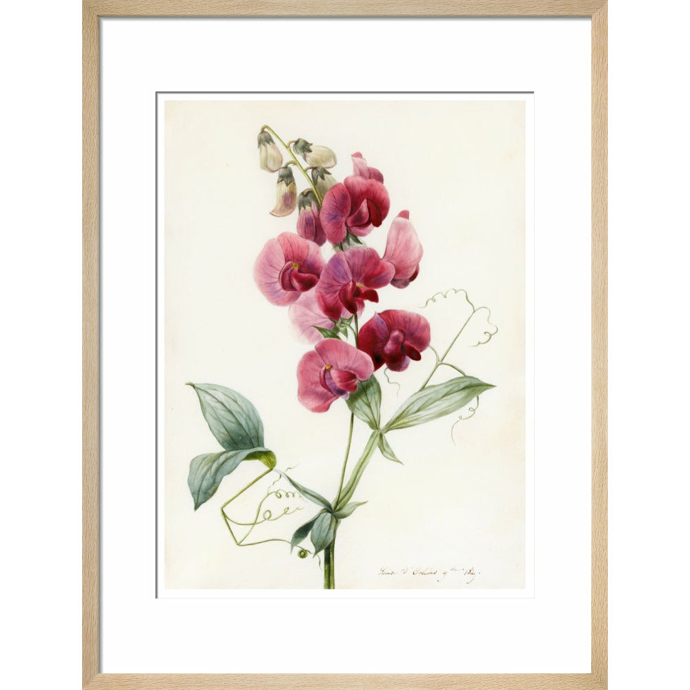 Everlasting Pea - Art print