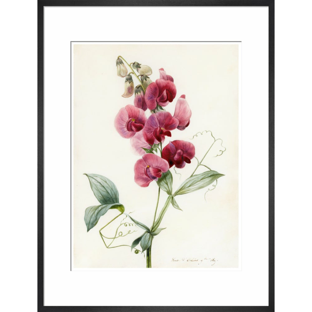 Everlasting Pea - Art print