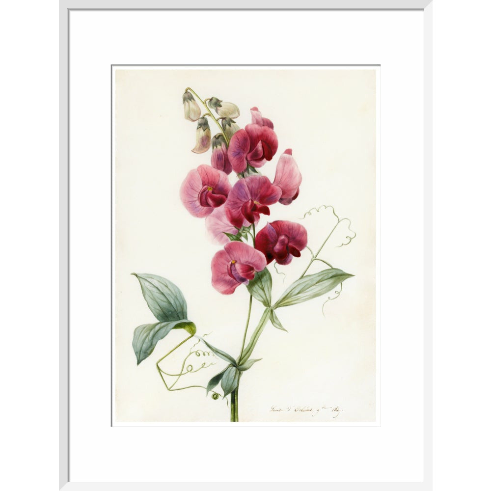 Everlasting Pea - Art print