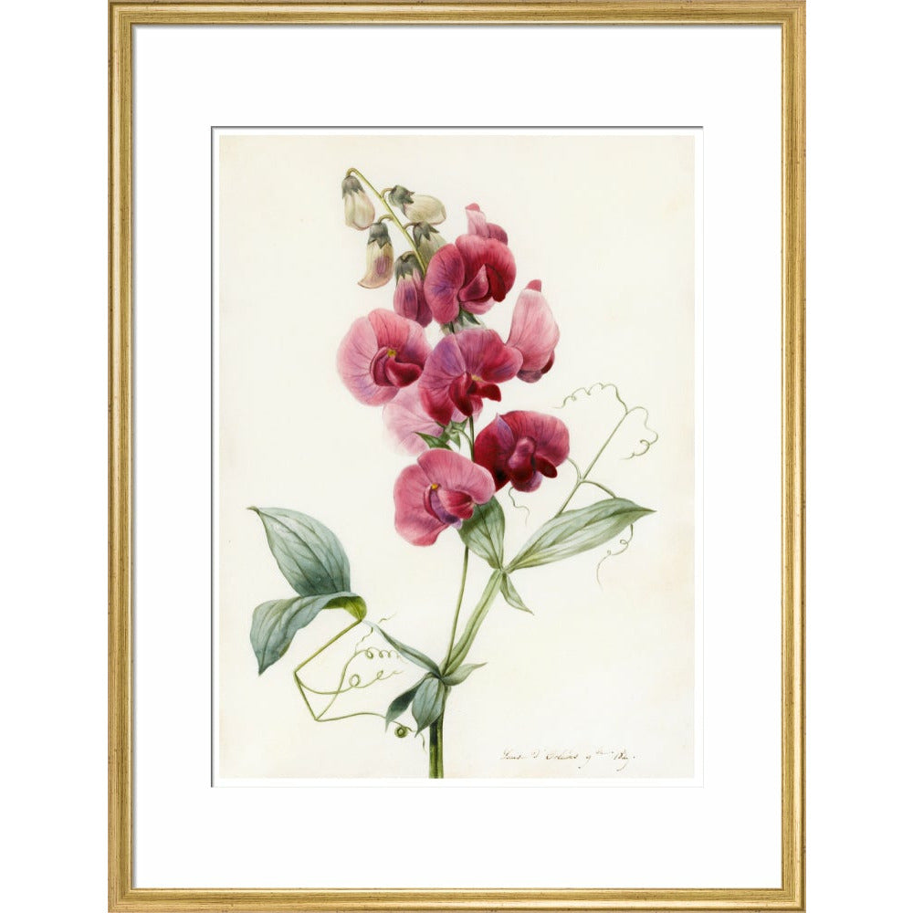 Everlasting Pea - Art print