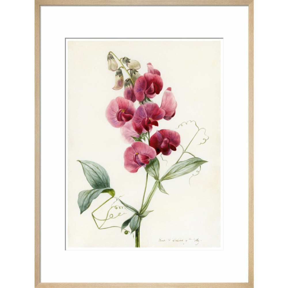 Everlasting Pea - Art print