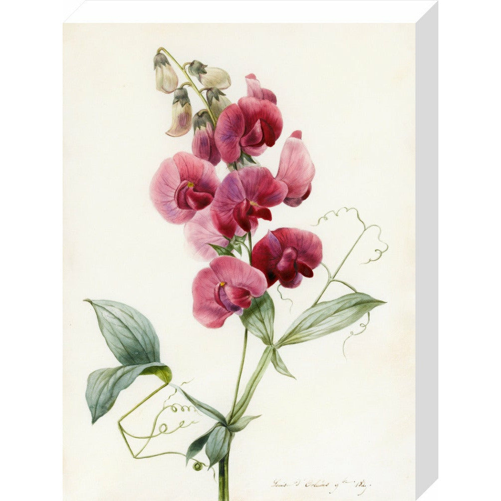 Everlasting Pea - Art print