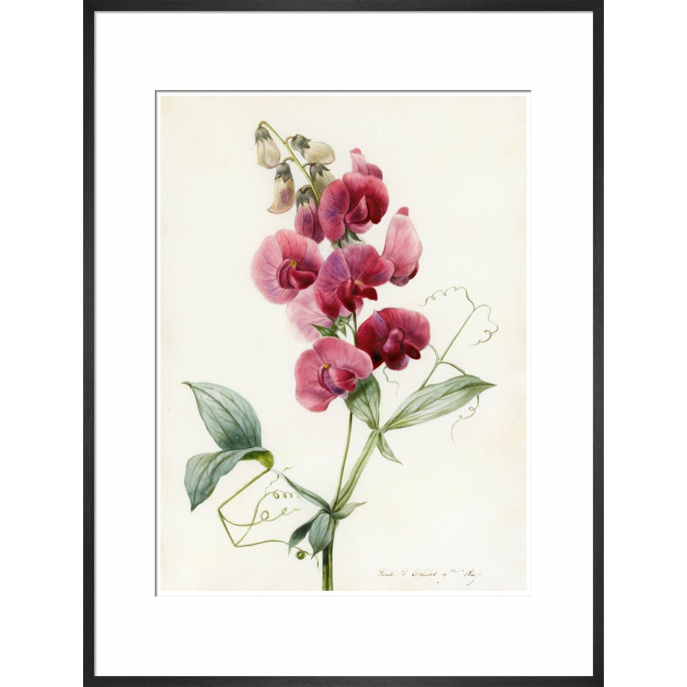 Everlasting Pea - Art print