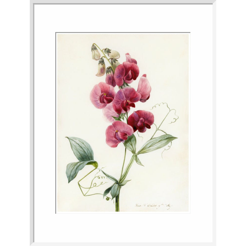Everlasting Pea - Art print