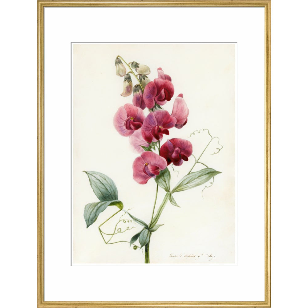 Everlasting Pea - Art print