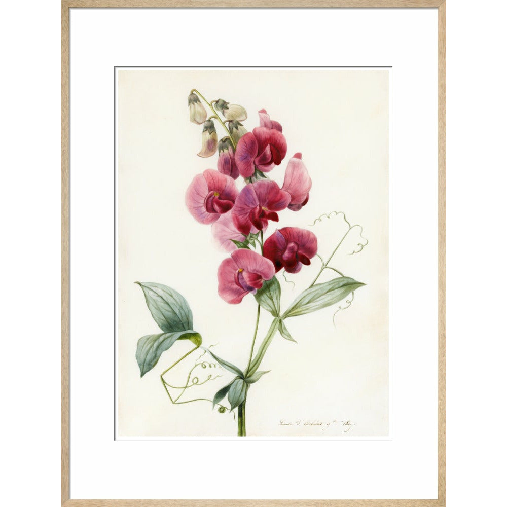 Everlasting Pea - Art print
