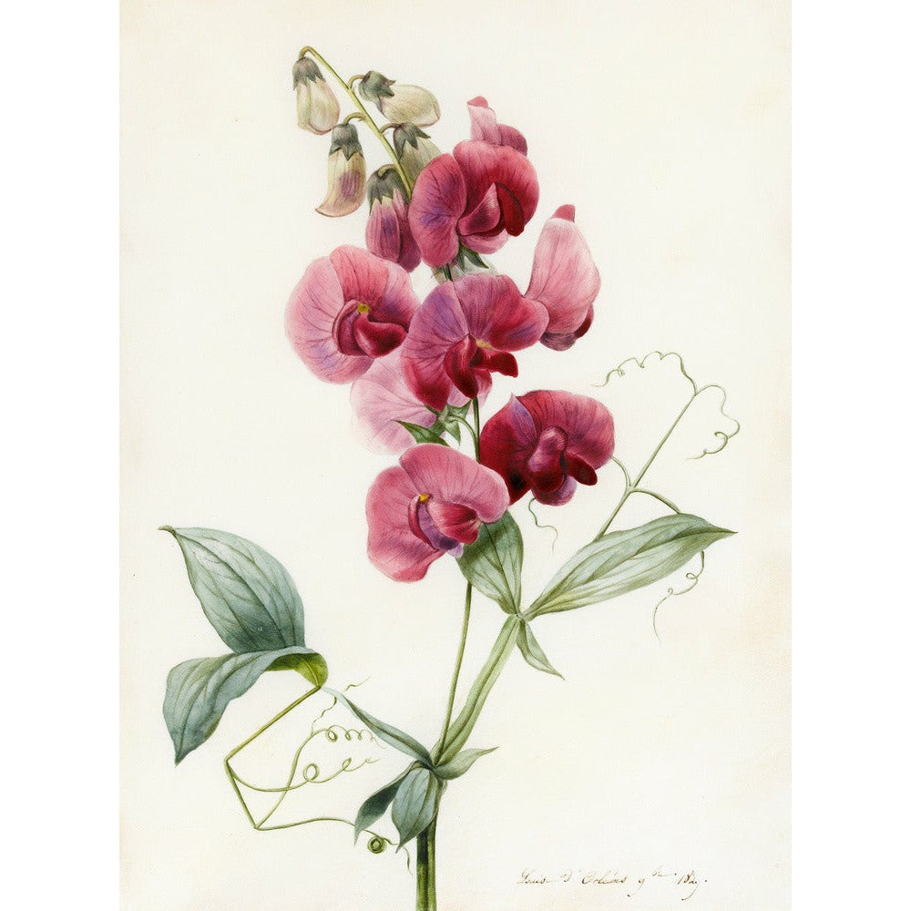 Everlasting Pea - Art print