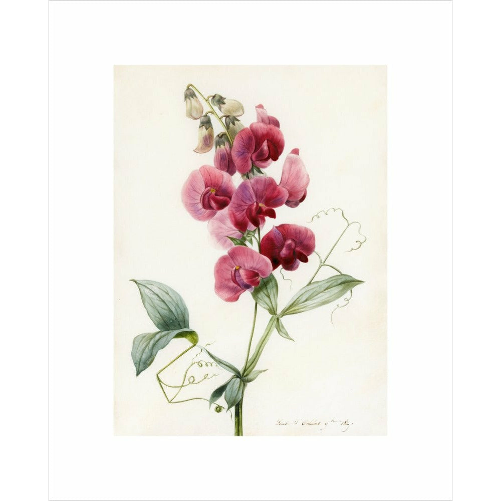 Everlasting Pea - Art print