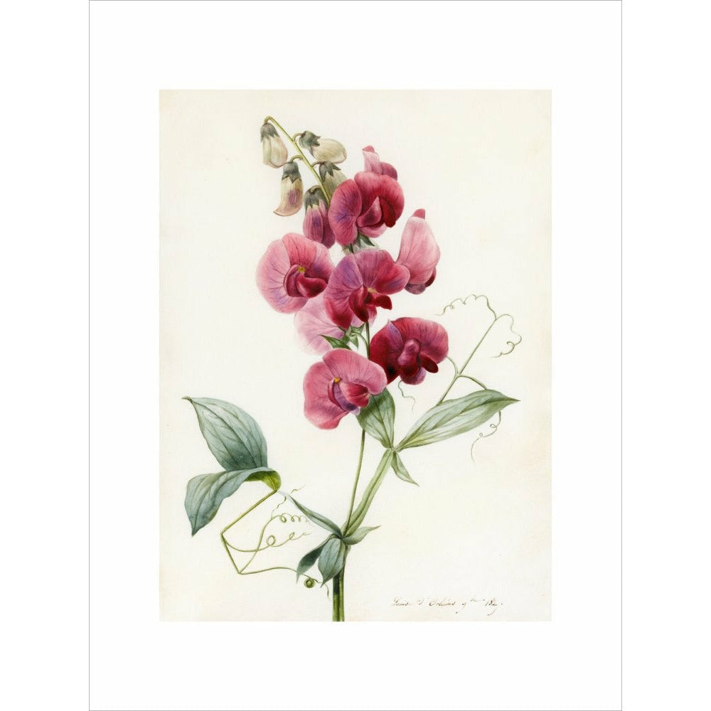 Everlasting Pea - Art print