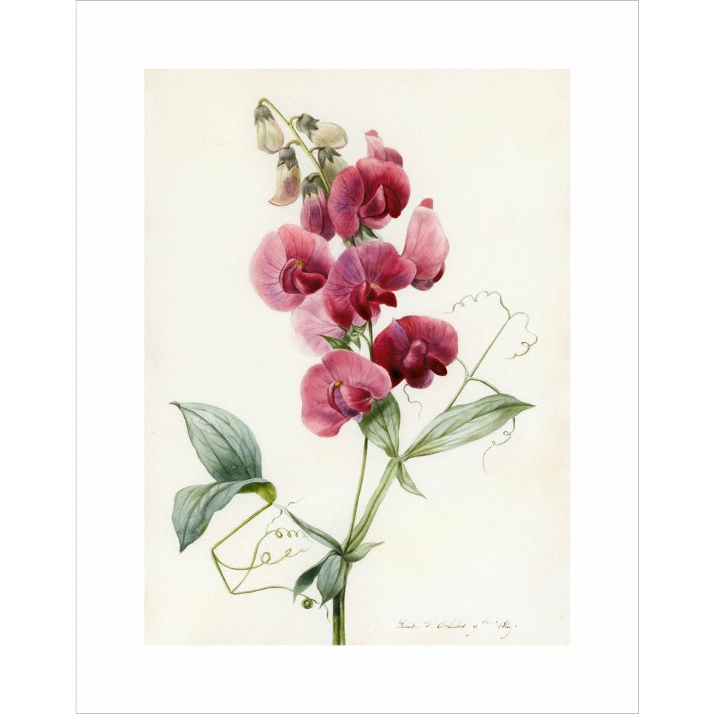 Everlasting Pea - Art print