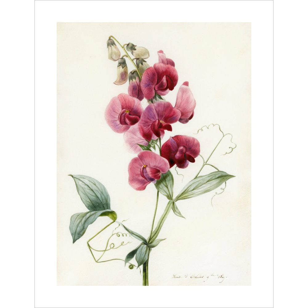 Everlasting Pea - Art print