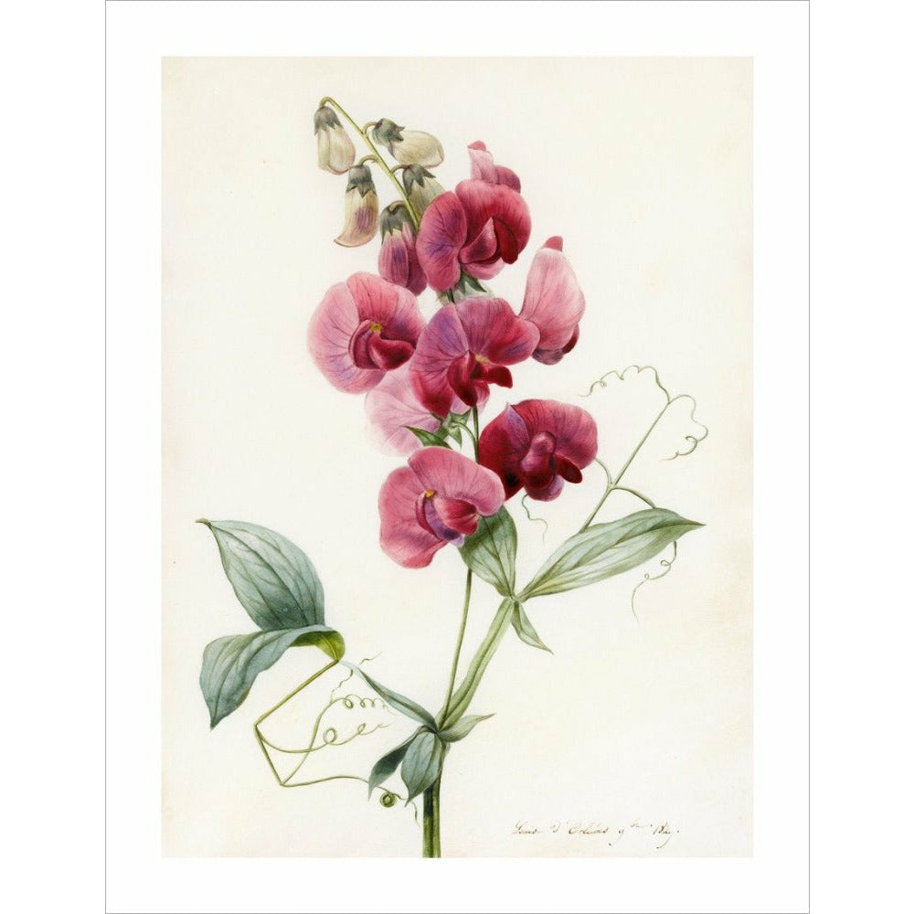 Everlasting Pea - Art print