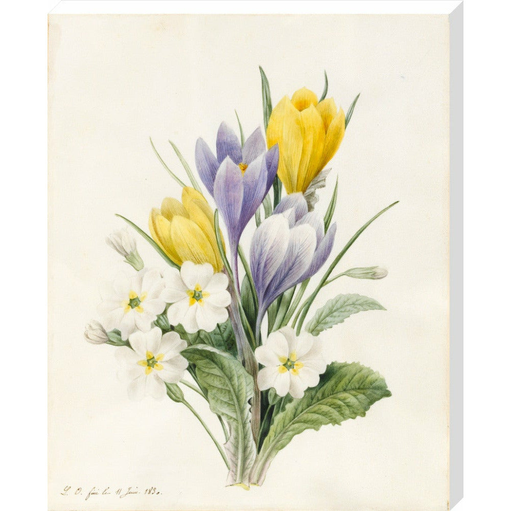 White Primroses and early Hybrid Crocuses - Art print