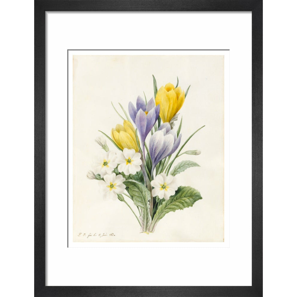 White Primroses and early Hybrid Crocuses - Art print