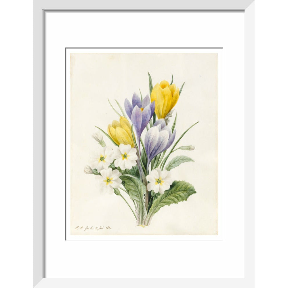 White Primroses and early Hybrid Crocuses - Art print