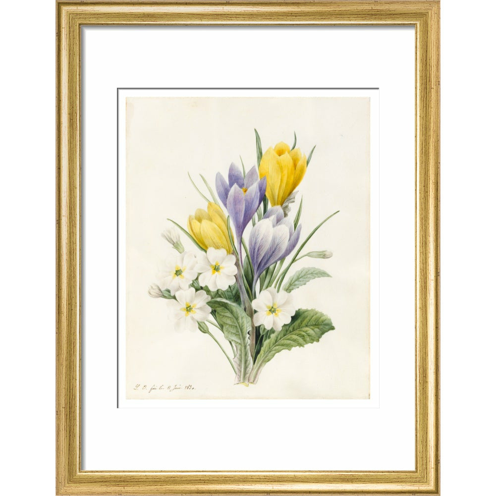 White Primroses and early Hybrid Crocuses - Art print