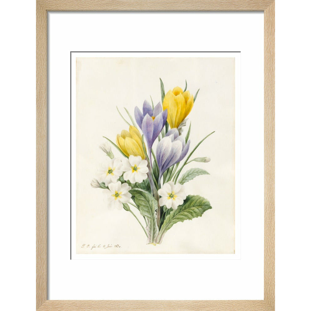 White Primroses and early Hybrid Crocuses - Art print