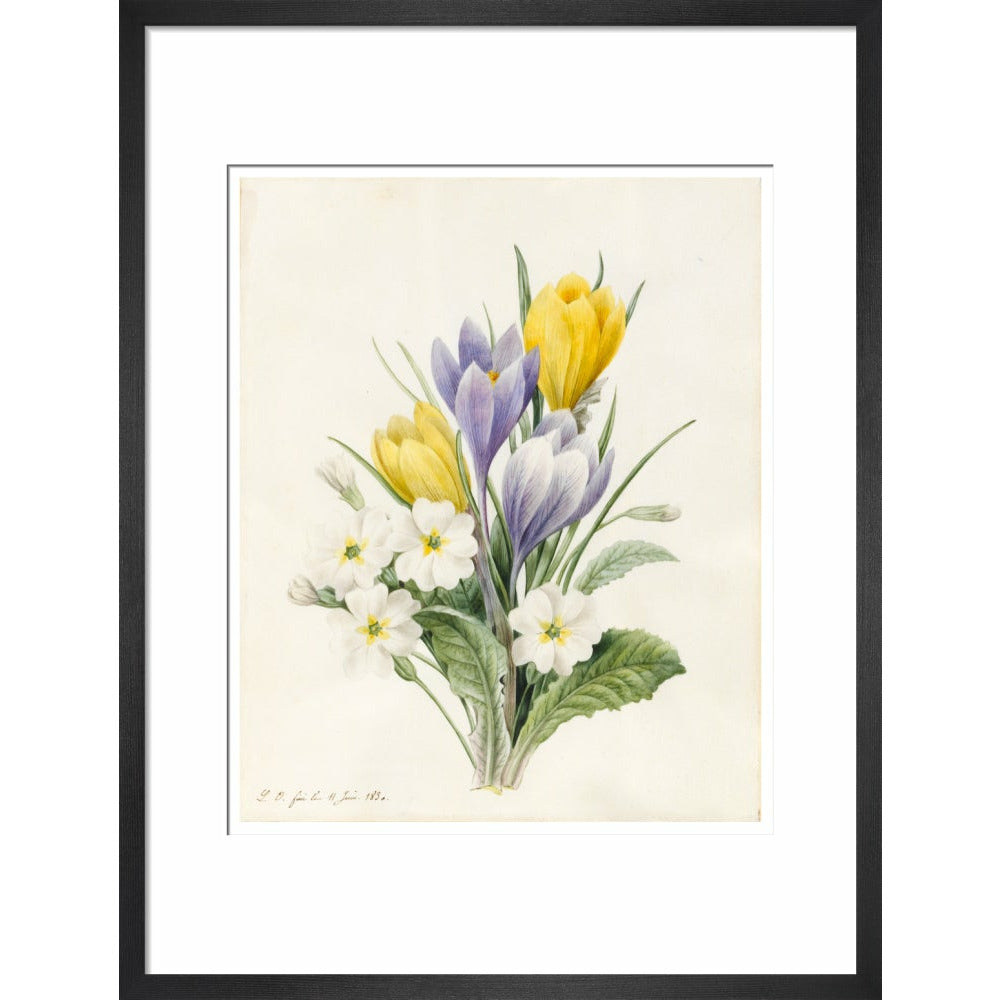 White Primroses and early Hybrid Crocuses - Art print