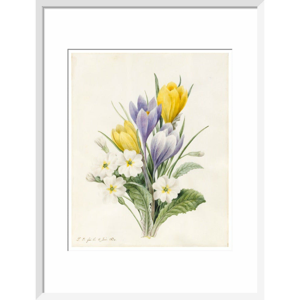 White Primroses and early Hybrid Crocuses - Art print