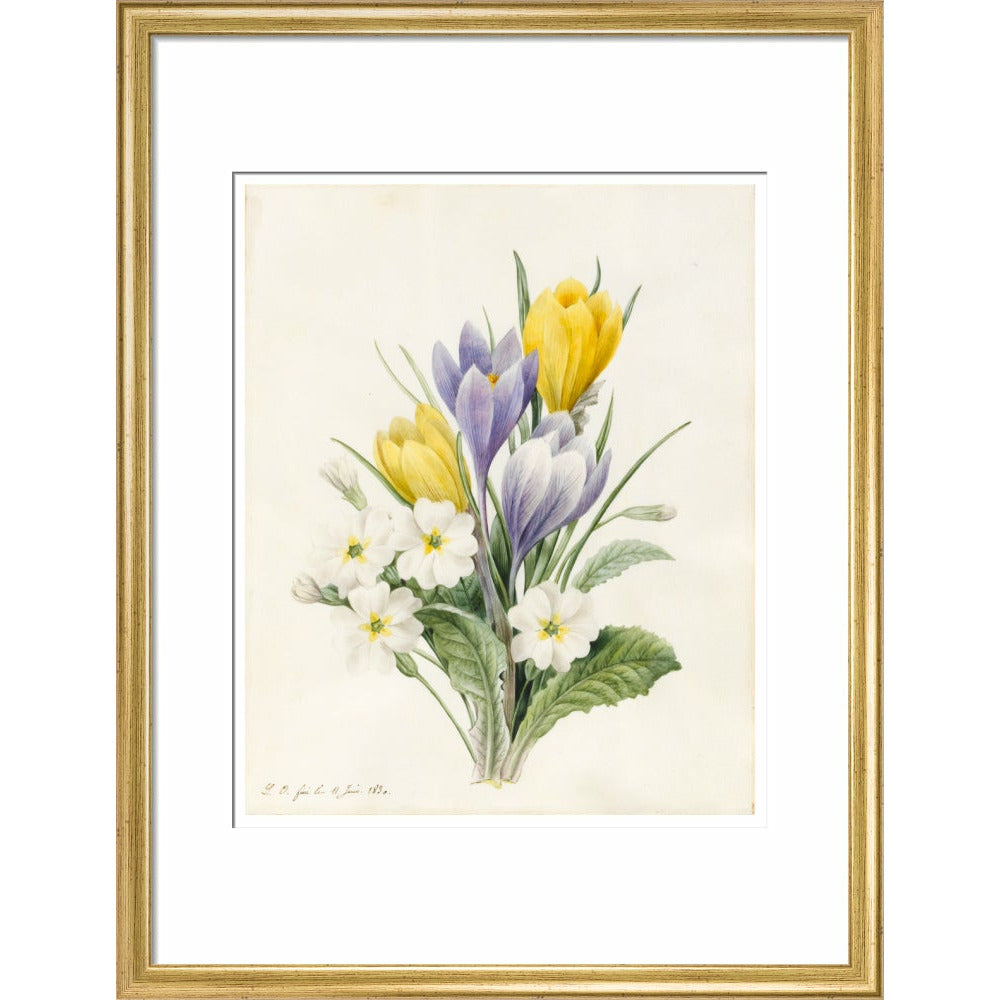 White Primroses and early Hybrid Crocuses - Art print