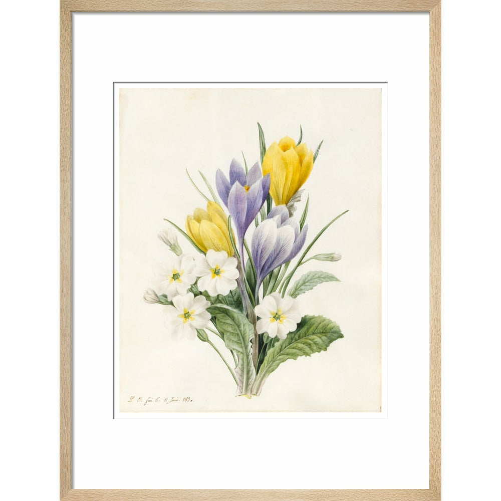 White Primroses and early Hybrid Crocuses - Art print