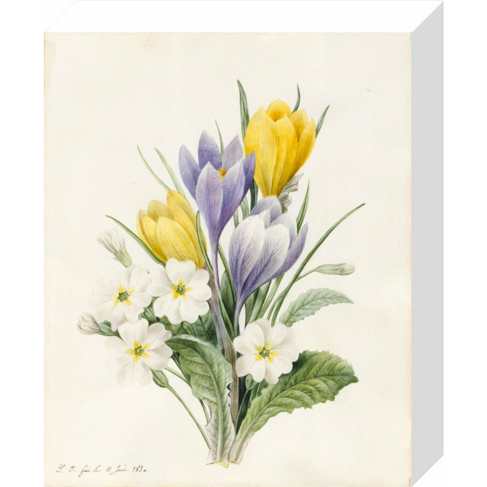 White Primroses and early Hybrid Crocuses - Art print