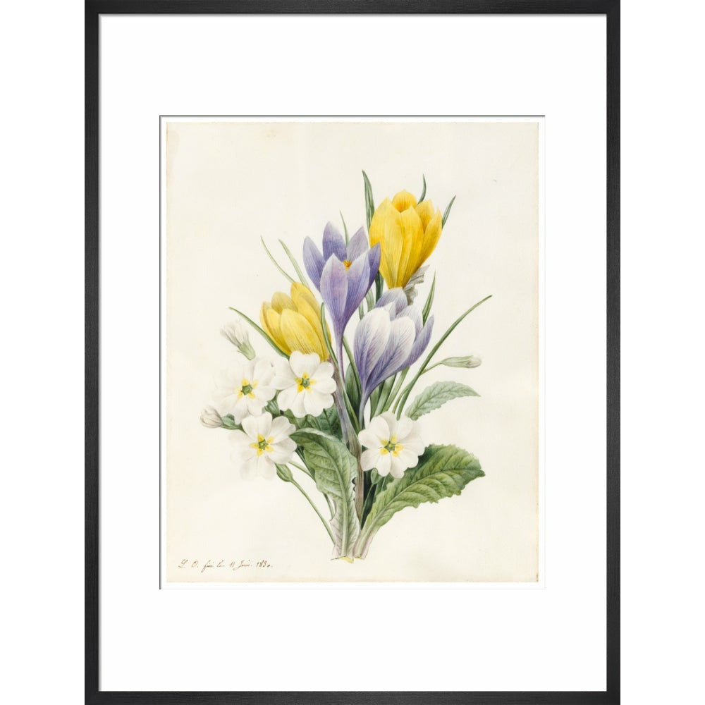 White Primroses and early Hybrid Crocuses - Art print