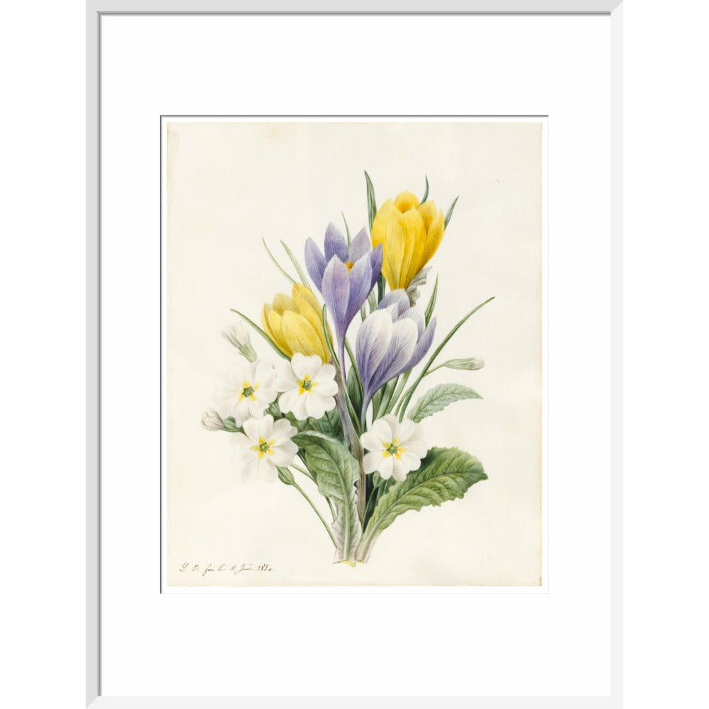 White Primroses and early Hybrid Crocuses - Art print