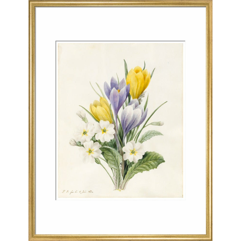 White Primroses and early Hybrid Crocuses - Art print