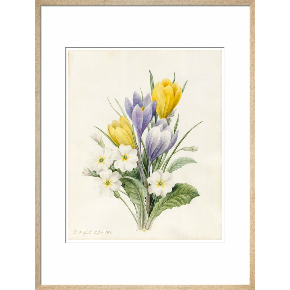 White Primroses and early Hybrid Crocuses - Art print