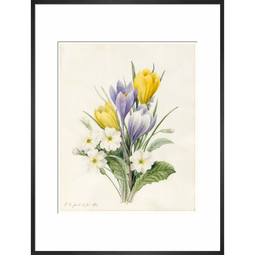 White Primroses and early Hybrid Crocuses - Art print
