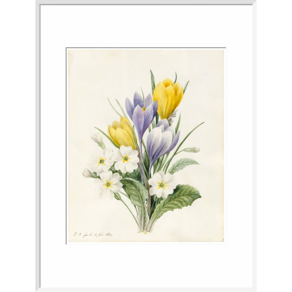 White Primroses and early Hybrid Crocuses - Art print