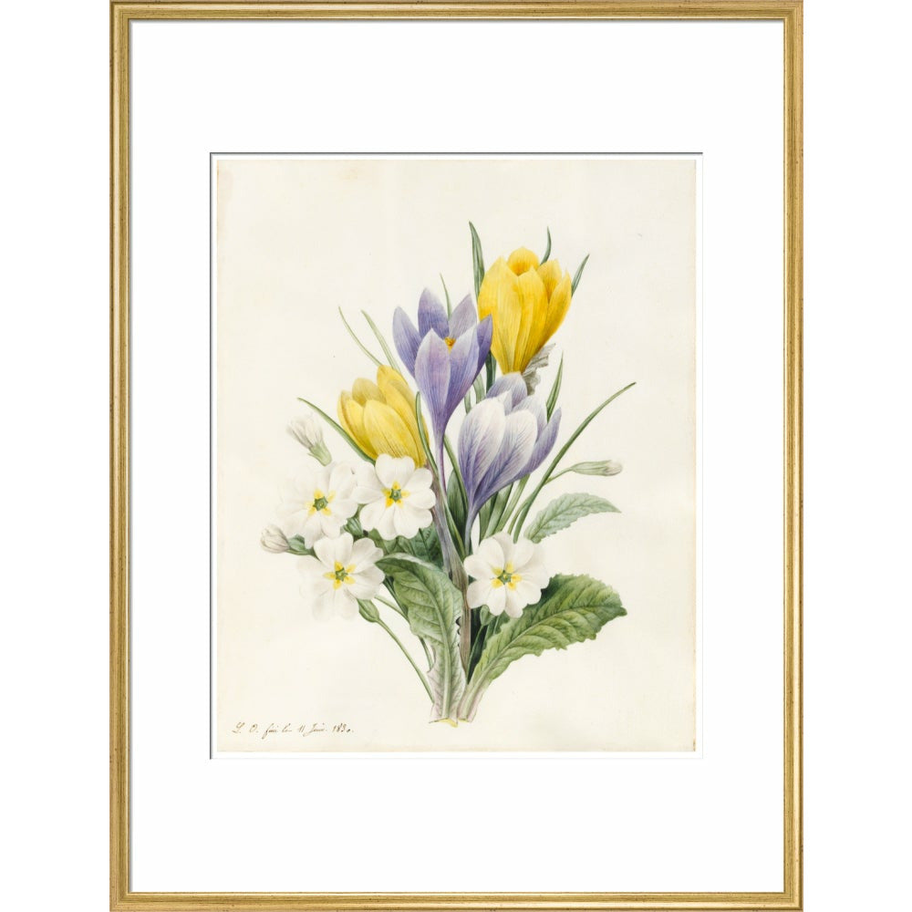 White Primroses and early Hybrid Crocuses - Art print