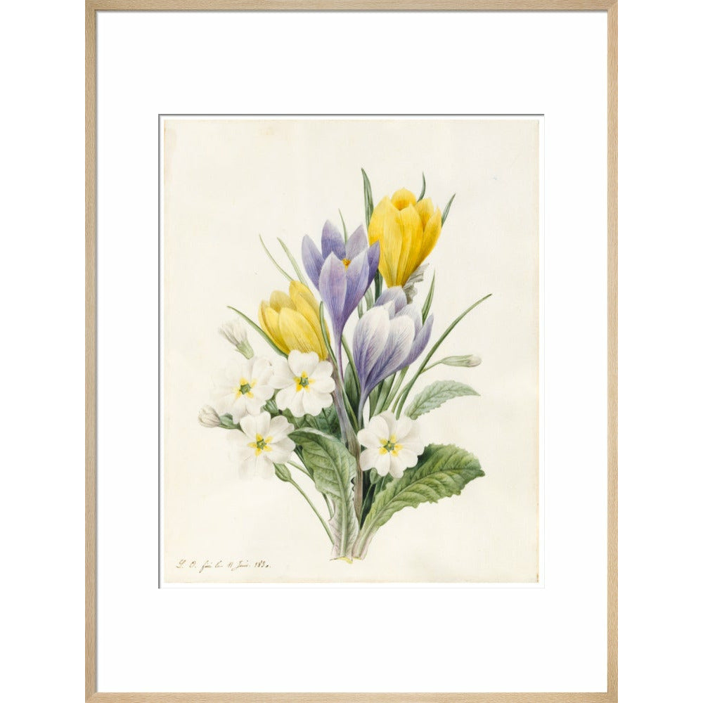 White Primroses and early Hybrid Crocuses - Art print