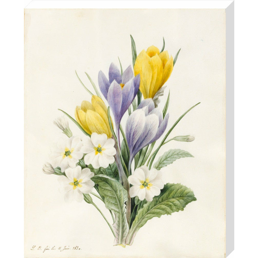 White Primroses and early Hybrid Crocuses - Art print