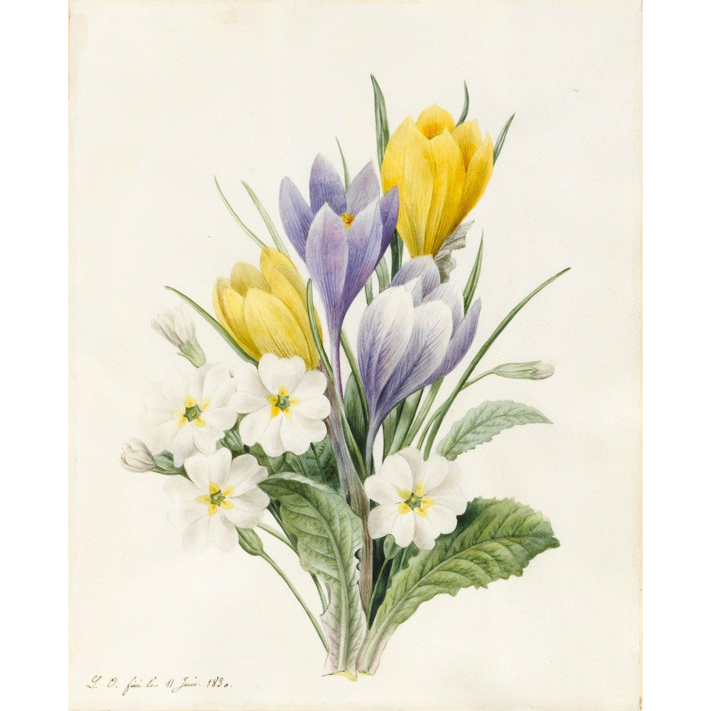 White Primroses and early Hybrid Crocuses - Art print