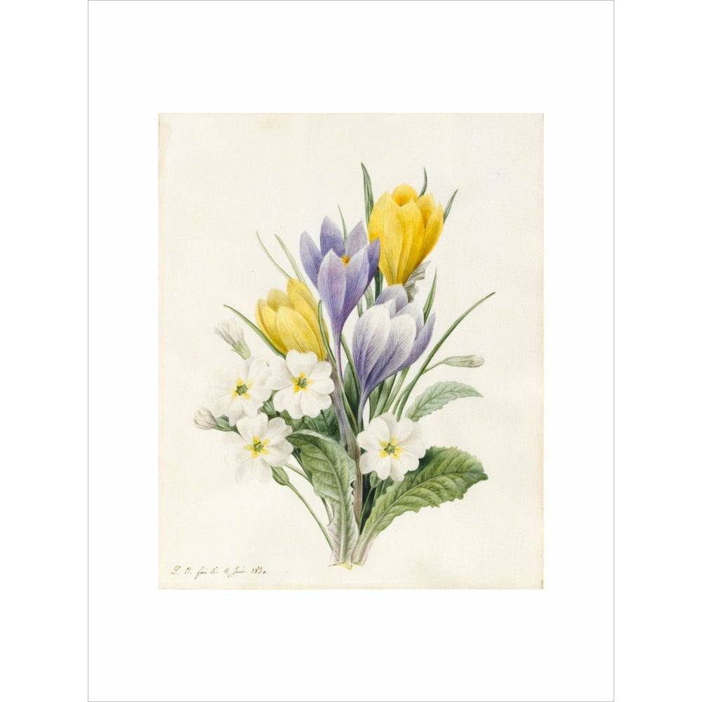 White Primroses and early Hybrid Crocuses - Art print