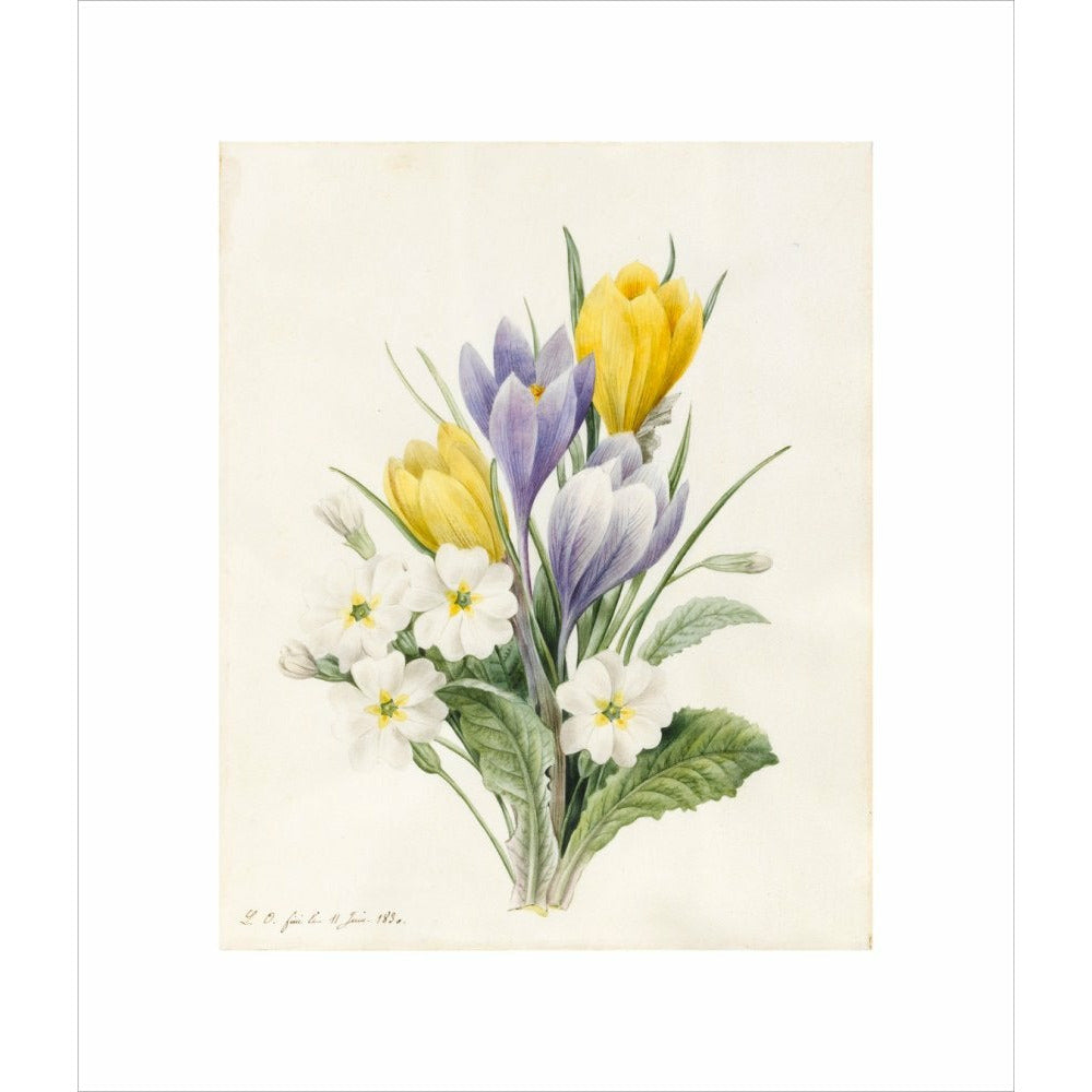 White Primroses and early Hybrid Crocuses - Art print