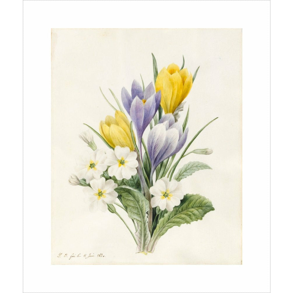 White Primroses and early Hybrid Crocuses - Art print