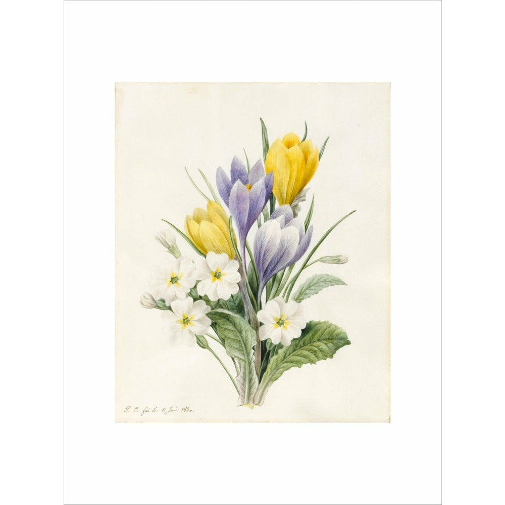 White Primroses and early Hybrid Crocuses - Art print