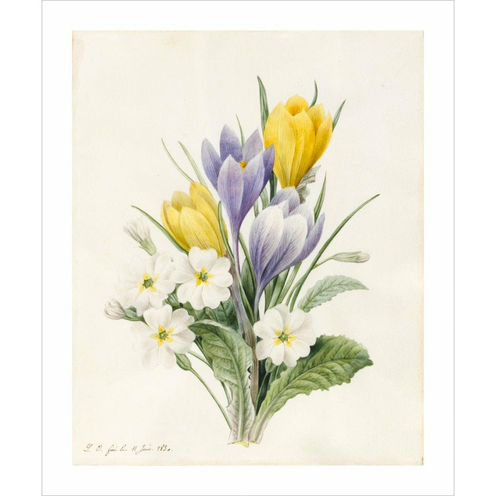White Primroses and early Hybrid Crocuses - Art print