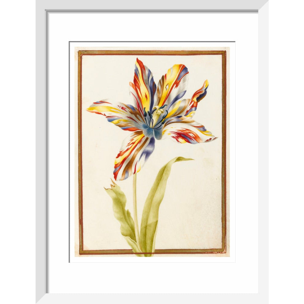 A multicoloured 'broken' tulip - Art print