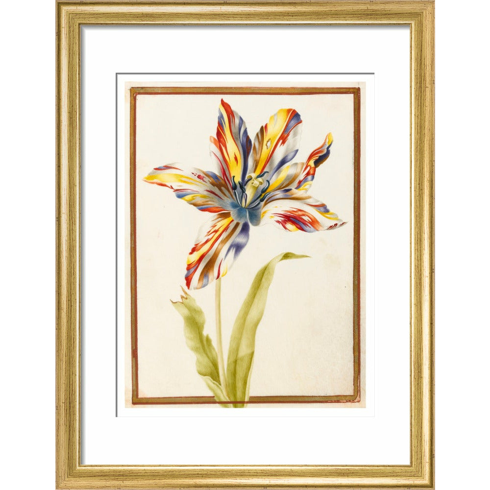 A multicoloured 'broken' tulip - Art print